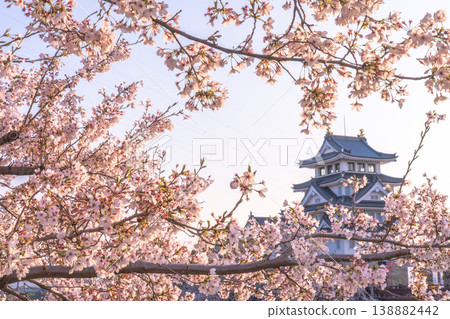 2026年春天,須田市屋城櫻花盛開 2026年春天,須田市屋城櫻花盛開 138882442