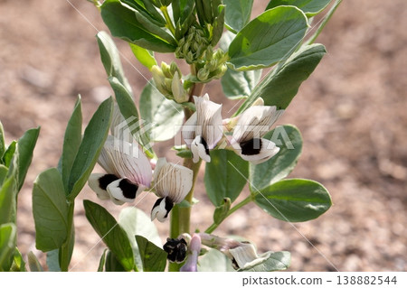 Broad bean flower Broad bean flower 138882544