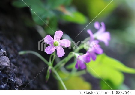 pretty purple oxalis flower pretty purple oxalis flower 138882545
