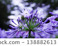 百子花 138882613