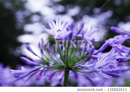 百子花 百子花 138882613