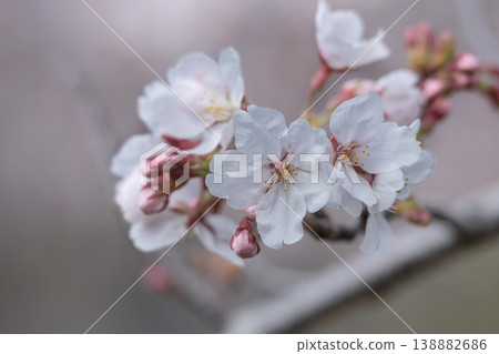 Colorful cherry blossoms shining in the spring sunshine Colorful cherry blossoms shining in the spring sunshine 138882686