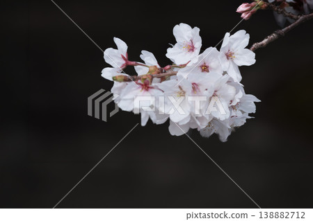 Colorful cherry blossoms shining in the spring sunshine 138882712