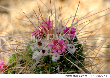 Mammillaria 'Hakuryumaru' flower Mammillaria 'Hakuryumaru' flower 138882741