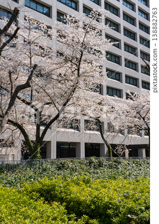 Cityscape with cherry blossoms and fresh greenery Cityscape with cherry blossoms and fresh greenery 138882763