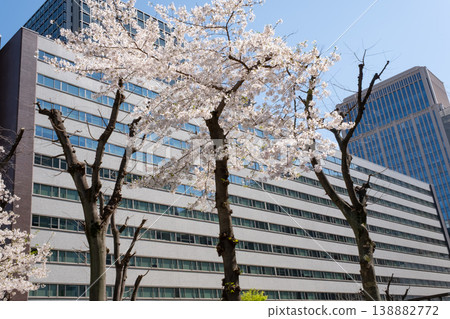 Cherry blossoms in full bloom and the cityscape of buildings Cherry blossoms in full bloom and the cityscape of buildings 138882772
