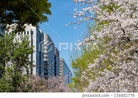 盛開的櫻花和林立的建築群構成了一幅美麗的城市景觀。 盛開的櫻花和林立的建築群構成了一幅美麗的城市景觀。 138882776