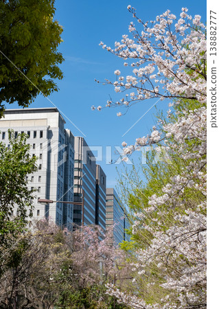 盛開的櫻花和林立的建築群構成了一幅美麗的城市景觀。 盛開的櫻花和林立的建築群構成了一幅美麗的城市景觀。 138882777