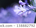美麗的百子蓮花 138882792