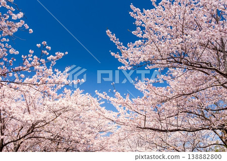 Cherry blossoms in full bloom against a blue sky background Cherry blossoms in full bloom against a blue sky background 138882800