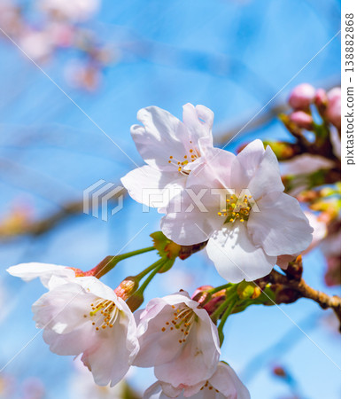 Shimei Yoshino caught in the blue sky Shimei Yoshino caught in the blue sky 138882868