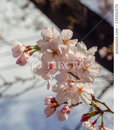 Shimei Yoshino caught in the blue sky 138882876