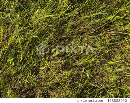 Grass covers the ground in a sunny area with some leaves scattered around in the late afternoon Grass covers the ground in a sunny area with some leaves scattered around in the late afternoon 138882930