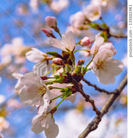 Sakura shines in the blue sky Sakura shines in the blue sky 138882961