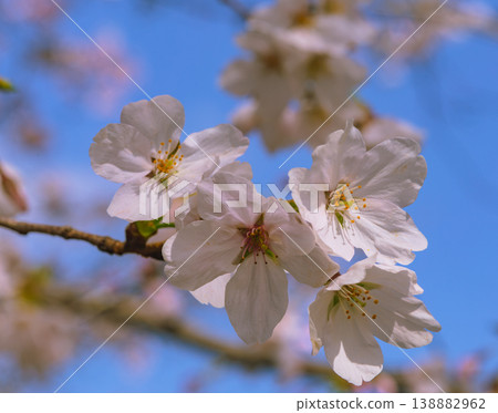 Sakura shines in the blue sky Sakura shines in the blue sky 138882962