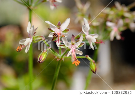 Pelargonium carnosum flowers Pelargonium carnosum flowers 138882985