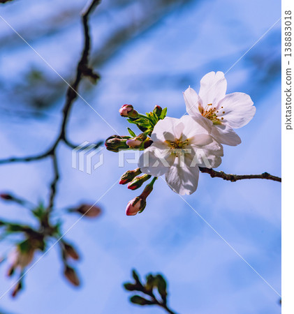 Sakura that shines in the blue sky Sakura that shines in the blue sky 138883018