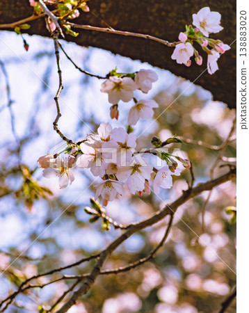 Sakura that shines in the blue sky Sakura that shines in the blue sky 138883020