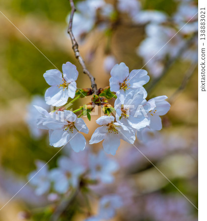 Sakura that shines in the blue sky Sakura that shines in the blue sky 138883021