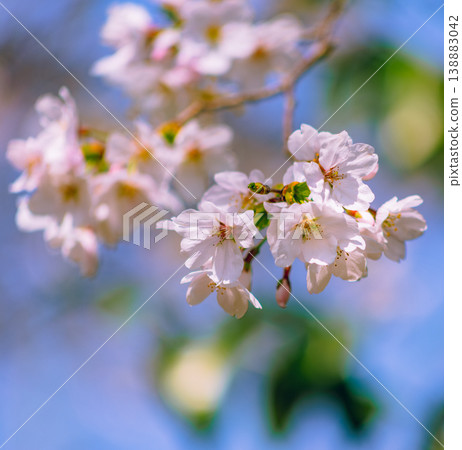 櫻花 櫻花 138883042