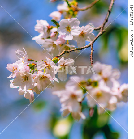 櫻花 櫻花 138883043