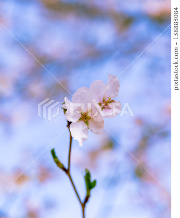 Cherry blossoms shining in the blue sky of spring Cherry blossoms shining in the blue sky of spring 138883084