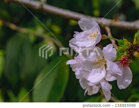 Cherry blossoms shining in the blue sky of spring Cherry blossoms shining in the blue sky of spring 138883098