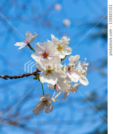 Cherry blossoms shining in the blue sky of spring Cherry blossoms shining in the blue sky of spring 138883101