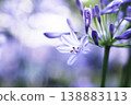 閃亮的百子蓮花 138883113