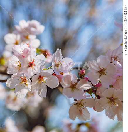 Sakura in full bloom that shines in the blue sky of spring Sakura in full bloom that shines in the blue sky of spring 138883132