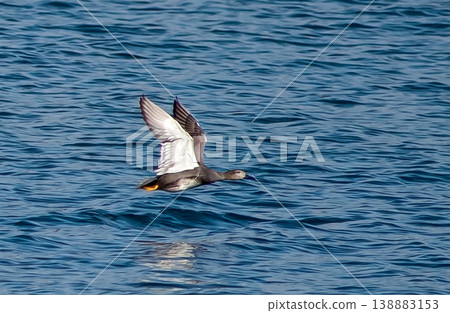 Gadwall in flight Gadwall in flight 138883153
