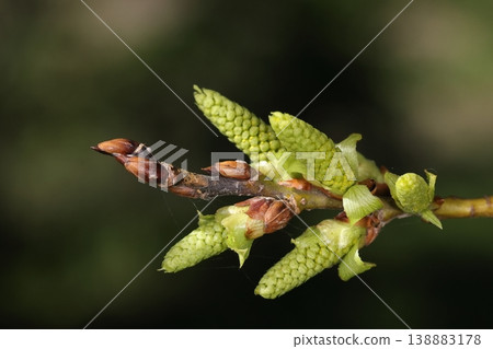 Nature, Plants: Round-leaved willow, also known as 'Red-eyed willow'. Reddish-brown winter buds and male inflorescences before flowering. 138883178
