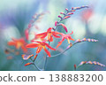 美麗的番紅花在夏季盛開 138883200
