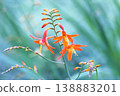 美麗的番紅花在夏季盛開 138883201