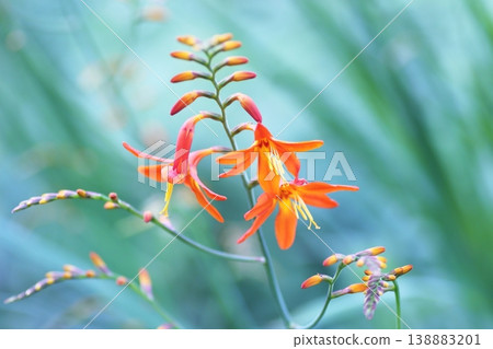 美麗的番紅花在夏季盛開 138883201