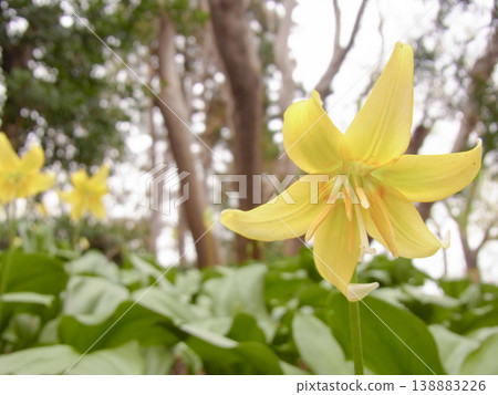 公園裡盛開著美麗的黃色水仙花。 138883226