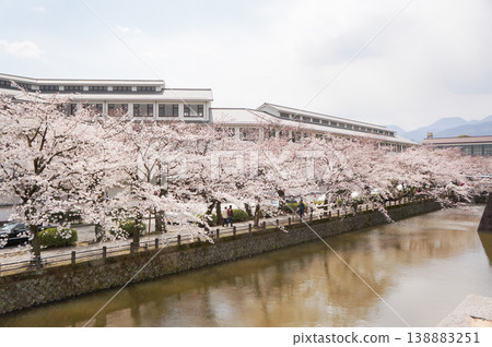 A view of beautiful cherry trees blooming along the river. 138883251