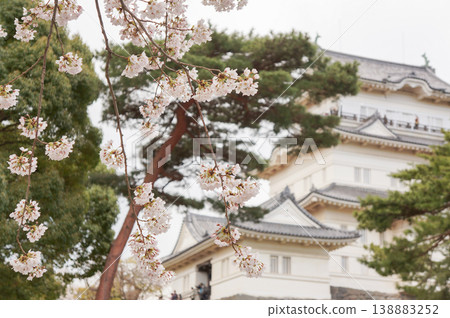 Cherry blossoms and pine trees in bloom in a park at the foot of Odawara Castle. 138883252