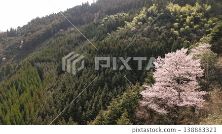 山中盛開的山櫻 山中盛開的山櫻 138883321