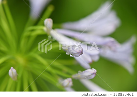  百子蓮 138883461