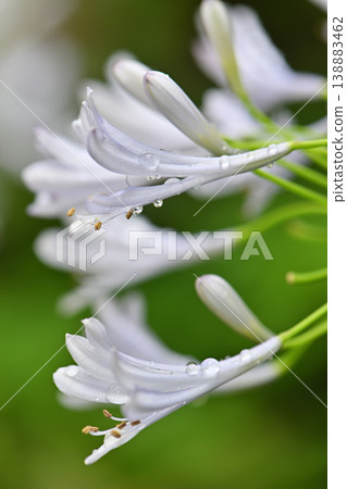 Agapanthus Agapanthus 138883462