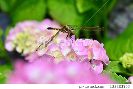 hydrangea hydrangea 138883503