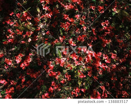 Azalea of Japanese garden Azalea of Japanese garden 138883517