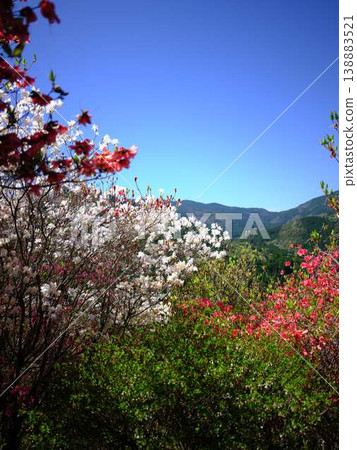 日本庭園的杜鵑花 日本庭園的杜鵑花 138883521