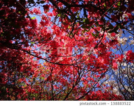 日本庭園的杜鵑花 日本庭園的杜鵑花 138883522