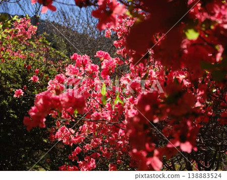日本庭園的杜鵑花 138883524
