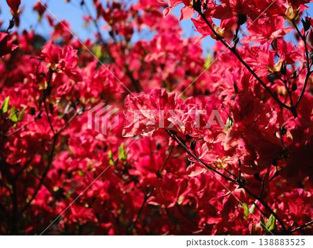 Azalea of Japanese garden Azalea of Japanese garden 138883525