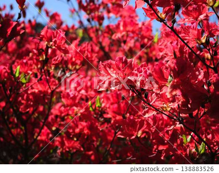 Azalea of Japanese garden Azalea of Japanese garden 138883526