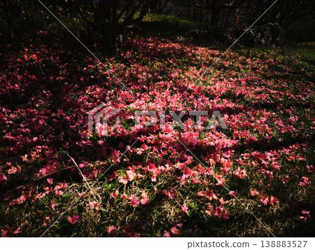 Azalea of Japanese garden 138883527