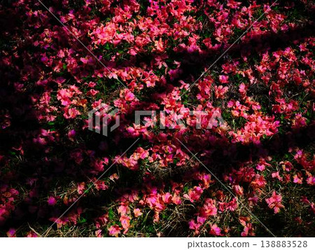 Azalea of Japanese garden Azalea of Japanese garden 138883528
